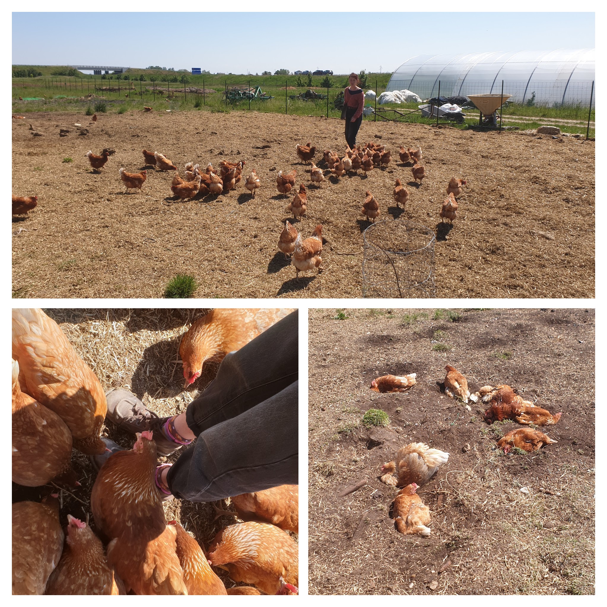 Les poules pondeuses bio